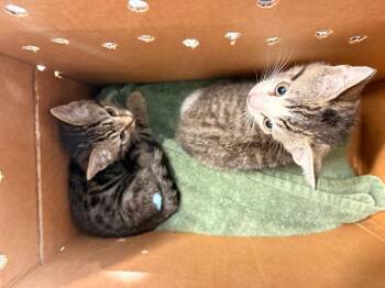 KING JULIEN -  Domestic Short Hair Cat for Adoption in Tustin, California - KING JULIEN | PetCurious