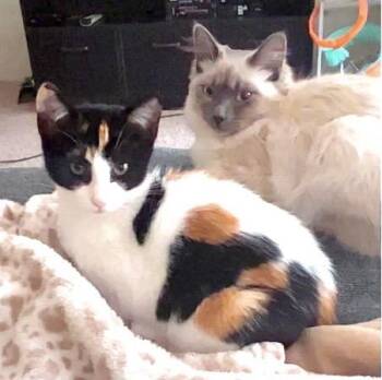 Nala -  Domestic Short Hair Cat for Adoption in Wasilla, Alaska - Nala | PetCurious