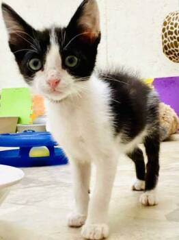 Rescue Domestic Short Hair Cats for Adoption in River Ridge, Louisiana - Mars | PetCurious