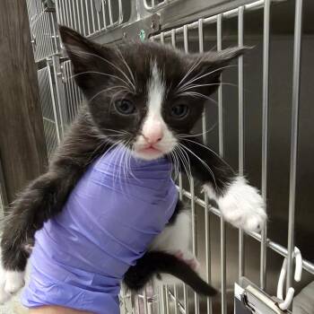 Wild Berry -  Domestic Short Hair Cat for Adoption in Oak Brook, Illinois - Wild Berry | PetCurious