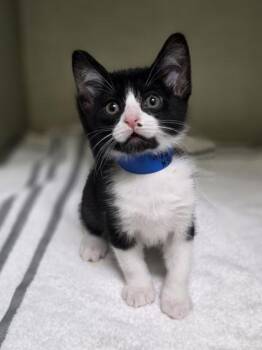 Stanley -  Domestic Short Hair Cat for Adoption in Westland, Michigan - Stanley | PetCurious