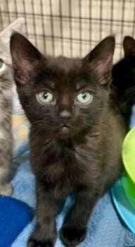 Chrissy -  Domestic Medium Hair Cat for Adoption in Cottonwood, Arizona - Chrissy | PetCurious