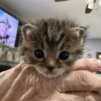 Ursula -  Domestic Short Hair Cat Available for Adoption in Bentonville, Arkansas - Ursula | PetCurious
