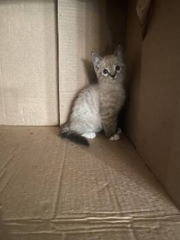 Phillip -  Siamese Cat for Adoption in Mobile, Alabama - Phillip | PetCurious