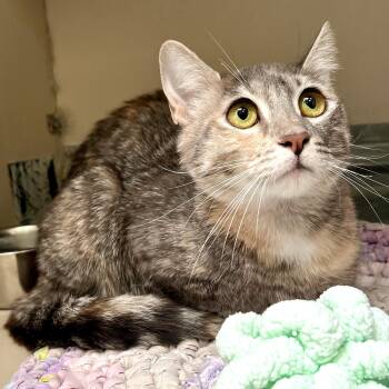 61722192 -  Domestic Short Hair Cat for Adoption in Elko, Nevada - 61722192 | PetCurious