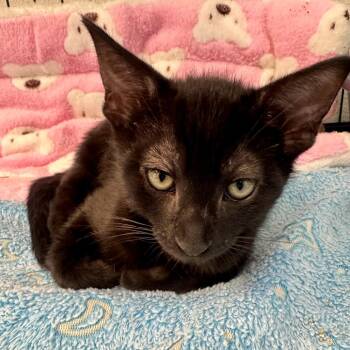 Domestic Short Hair Cats Available for Adoption in Hawthorne, California - Kiwi | PetCurious