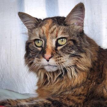Domestic Long Hair Cats Available for Adoption in Asheville, North Carolina - Scarlett | PetCurious