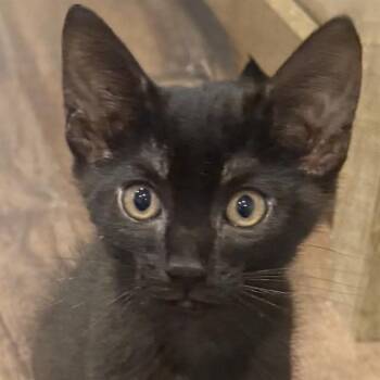 ACORN -  Domestic Short Hair Cat for Adoption in Auburn, California - ACORN | PetCurious
