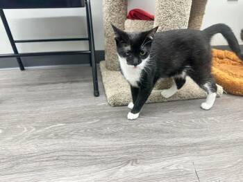 Isaac -  Domestic Short Hair Cat Available for Adoption in West Lawn, Pennsylvania - Isaac | PetCurious