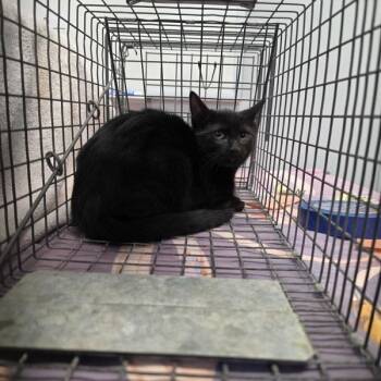 Indy -  Domestic Short Hair Cat for Adoption in Des Moines, Iowa - Indy | PetCurious