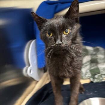 Fionna -  Domestic Short Hair Cat for Adoption in Walker, Michigan - Fionna | PetCurious