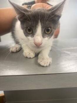 TIMMY -  Domestic Short Hair Cat for Adoption in St. Cloud, Florida - TIMMY | PetCurious
