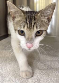 Domestic Short Hair Cats Available for Adoption - Winter | PetCurious