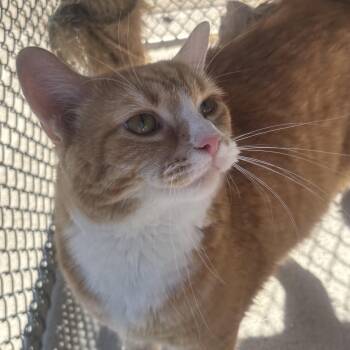 Rescue Domestic Medium Hair Cats for Adoption in Waynesburg, Pennsylvania - Madison | PetCurious