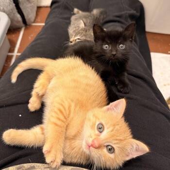 Guppy, Mollie, & Minnow -  Domestic Short Hair Cat for Adoption in New York, New York - Guppy, Mollie, & Minnow | PetCurious