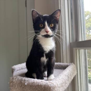 Rescue Domestic Short Hair Cats for Adoption in Evanston, Illinois - Smarties | PetCurious