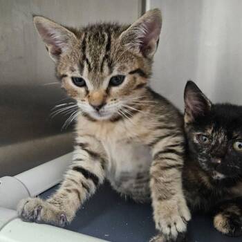 Uno -  Domestic Short Hair Cat for Adoption in Candler, North Carolina - Uno | PetCurious
