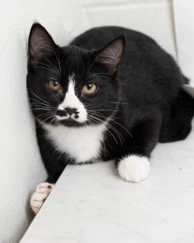 Figaro -  Domestic Short Hair Cat for Adoption in Boone, Iowa - Figaro | PetCurious