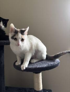 Domestic Short Hair Cats Available for Adoption - Fern | PetCurious