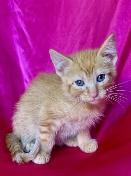 Rescue Domestic Short Hair Cats for Adoption in Rowland Heights, California - PEACH COBBLER | PetCurious