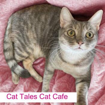 Domestic Short Hair Cats Available for Adoption in Chapel Hill, North Carolina - Camille | PetCurious