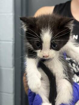 Freckles Fromage (with Whiskas Fondue) -  Domestic Medium Hair Cat for Adoption in Richmond, Virginia - Freckles Fromage (with Whiskas Fondue) | PetCurious