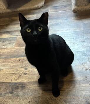 Rescue American Bobtail Cats for Adoption in Anderson, South Carolina - Wally | PetCurious