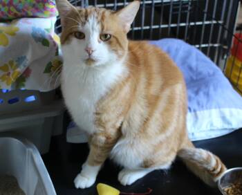 Rescue Domestic Short Hair Cats for Adoption in Ontonagon, Michigan - Tommy | PetCurious