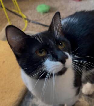 Peewee -  Domestic Short Hair Cat Available for Adoption in Mount Pleasant, Texas - Peewee | PetCurious