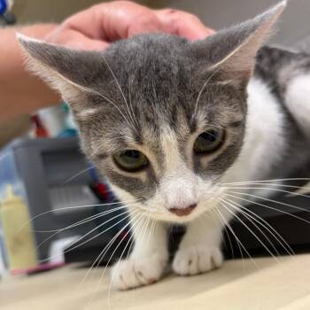 Domestic Short Hair Cats Available for Adoption in Ardmore, Oklahoma - Patricia | PetCurious