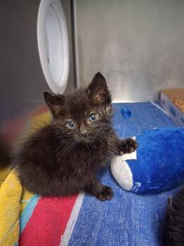 Rescue Domestic Short Hair Cats for Adoption in Fort Walton Beach, Florida - YOINK | PetCurious