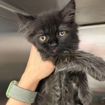 Azur -  Domestic Short Hair Cat for Adoption in Port Charlotte, Florida - Azur | PetCurious