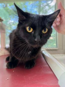 Eevie -  Domestic Short Hair Cat for Adoption in Marion, Ohio - Eevie | PetCurious