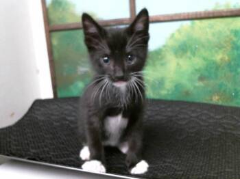 Domestic Short Hair Cats Available for Adoption in Houston, Texas - ARTIE | PetCurious