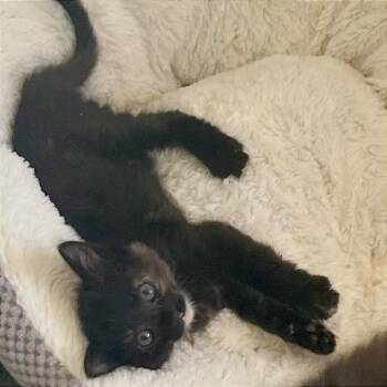 Suki -  Domestic Short Hair Cat for Adoption in Pleasant Hill, California - Suki | PetCurious