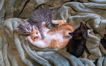 Lt. Dan -  Domestic Short Hair Cat for Adoption in Lewisburg, Tennessee - Lt. Dan | PetCurious