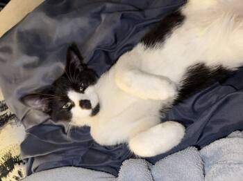 Rescue Domestic Short Hair Cats for Adoption in Germansville, Pennsylvania - Lincoln | PetCurious