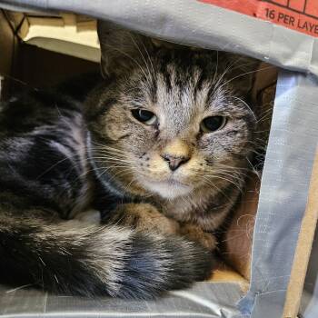 Rescue Domestic Short Hair Cats for Adoption in Lakewood, Colorado - Midigie | PetCurious