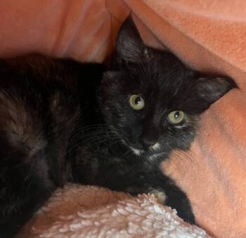 Rescue Domestic Short Hair Cats for Adoption in Montgomery, New Jersey - McMuffin | PetCurious