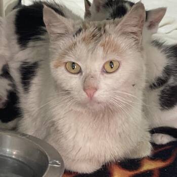 Domestic Short Hair Cats Available for Adoption in St. Helena, California - Popcorn | PetCurious