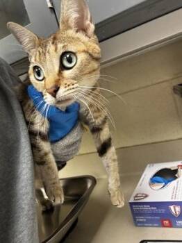 Ocean -  Domestic Short Hair Cat for Adoption in Wichita, Kansas - Ocean | PetCurious