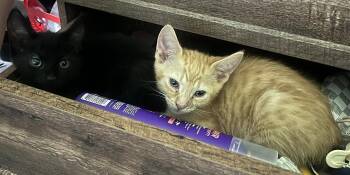 Elliott -  Domestic Short Hair Cat for Adoption in Oviedo, Florida - Elliott | PetCurious