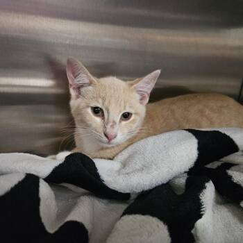 Micheal -  Domestic Short Hair Cat for Adoption in Austin, Texas - Micheal | PetCurious