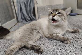 Tink -  Domestic Medium Hair Cat for Adoption in Fruit Heights, Utah - Tink | PetCurious