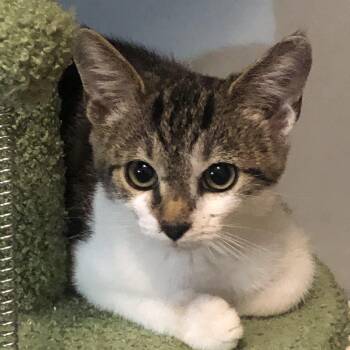 Francine -  Tabby Cat for Adoption in Midlothian, Virginia - Francine | PetCurious