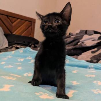 Gomez -  Domestic Short Hair Cat for Adoption in Portland, Texas - Gomez | PetCurious