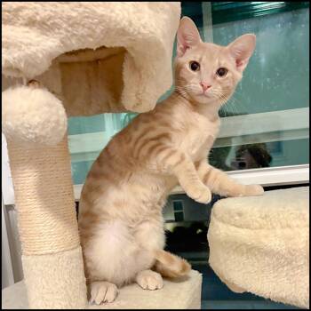 Domestic Short Hair and Tabby Cats Available for Adoption in Roswell, Georgia - Jeep | PetCurious