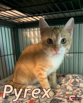 Pyrex -  Domestic Short Hair Cat Available for Adoption in Douglasville, Georgia - Pyrex | PetCurious