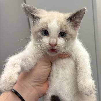 Thumper -  Domestic Short Hair Cat for Adoption in Columbiana, Alabama - Thumper | PetCurious