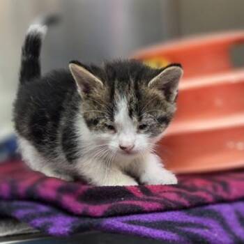 Cheese Burger -  Domestic Short Hair Cat for Adoption in Westland, Michigan - Cheese Burger | PetCurious